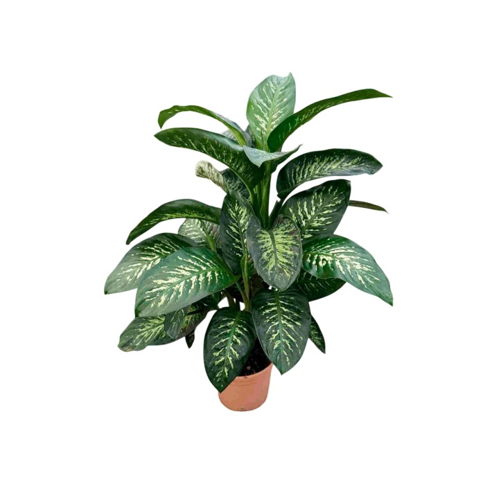 DIEFFENBACHIA TROPIC  M30
