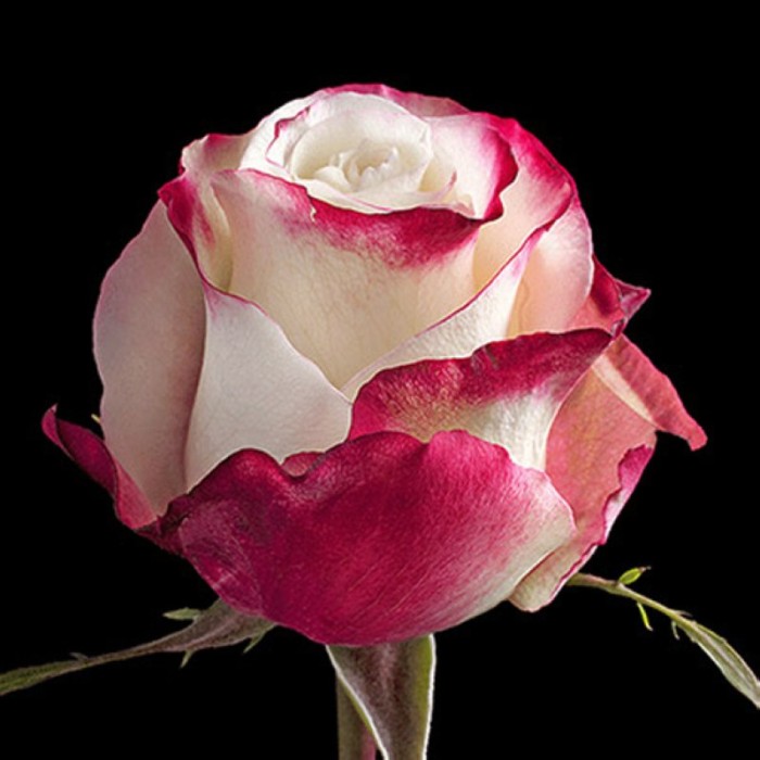 ROSA ECUADOR,  60cm. x25 BICOLOR