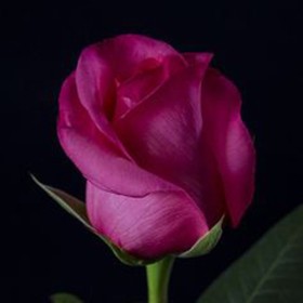 ROSA ECUADOR,  60cm. x25 FUXIA
