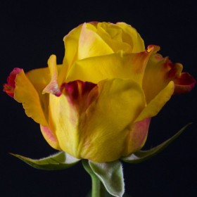 ROSA ECUADOR,  60cm. x25 GROGA