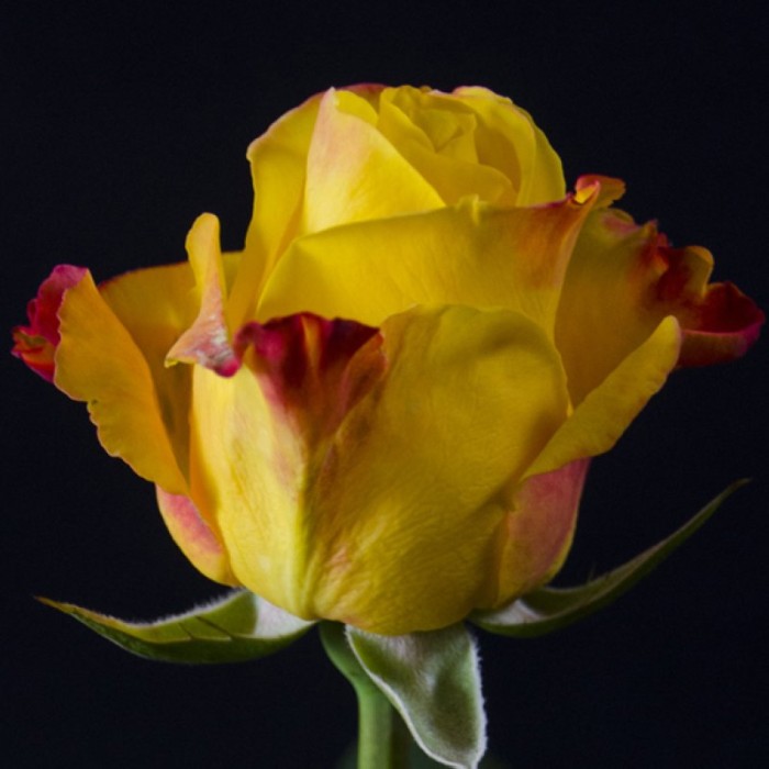 ROSA ECUADOR,  60cm. x25 GROGA