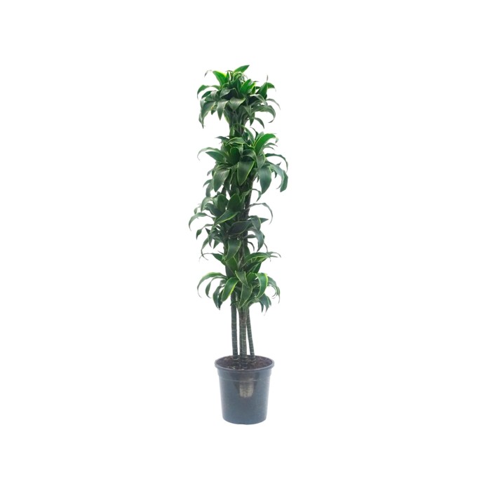 DRACAENA DORADO 120.90.60.30 M25 H160
