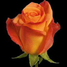 ROSA ECUADOR,  60cm. x25 TARONJA