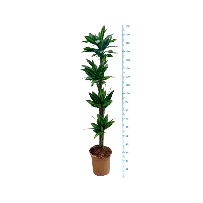 DRACAENA SILINDRO 120.90.60.30 M25 H170