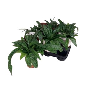 DRIMIOPSIS MACULATA M12 H30