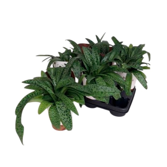 DRIMIOPSIS MACULATA M12 H30