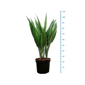 DRACAENA THALOIDES M20  3pp
