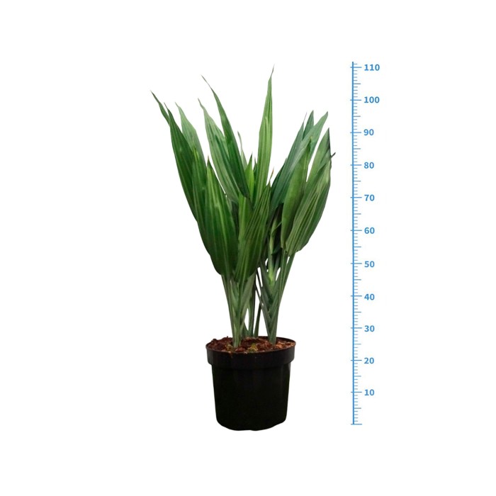 DRACAENA THALOIDES M20  3pp