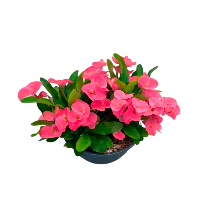 EUPHORBIA MILLI T20 Queen Charlotte