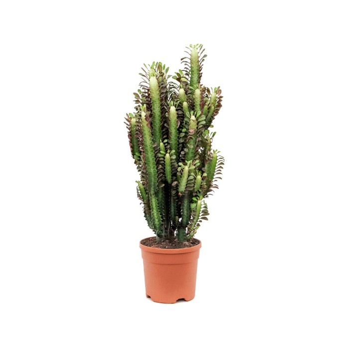 EUPHORBIA TRIGONA M25