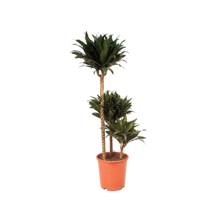 DRACAENA COMPACTA 3 troncs M20 60.30.15