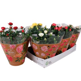 ROSER   MINI TARRINA 20 MIX **Reserves Sant Jordi