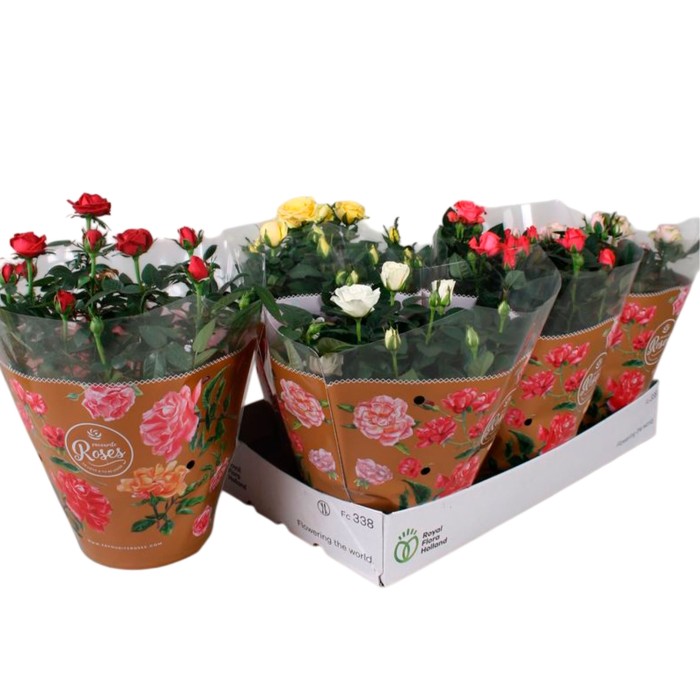 ROSER   MINI TARRINA 20 MIX *RESERVES S.JORDI*