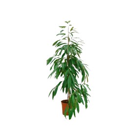 FICUS AMSTEL KING  M22-150cm.
