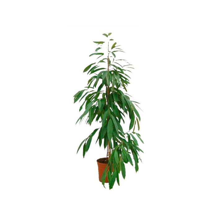 FICUS AMSTEL KING  M22-150cm.