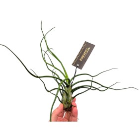 TILLANDSIA SUELTA BULBOSA GIGANT