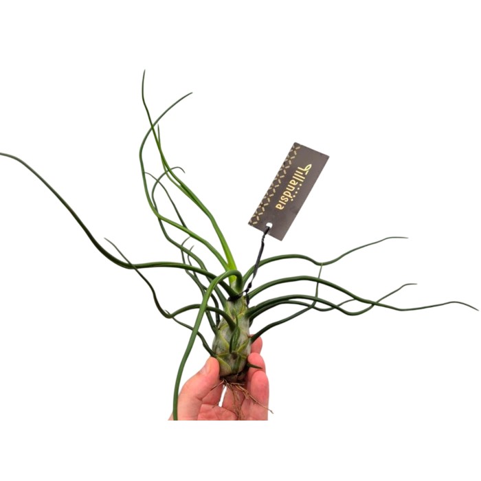 TILLANDSIA SUELTA BULBOSA GIGANT