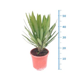 PACHYPODIUM LAMEREI M17