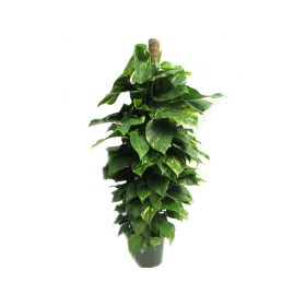 POTHOS  TUTOR M24-150cm. Sr.