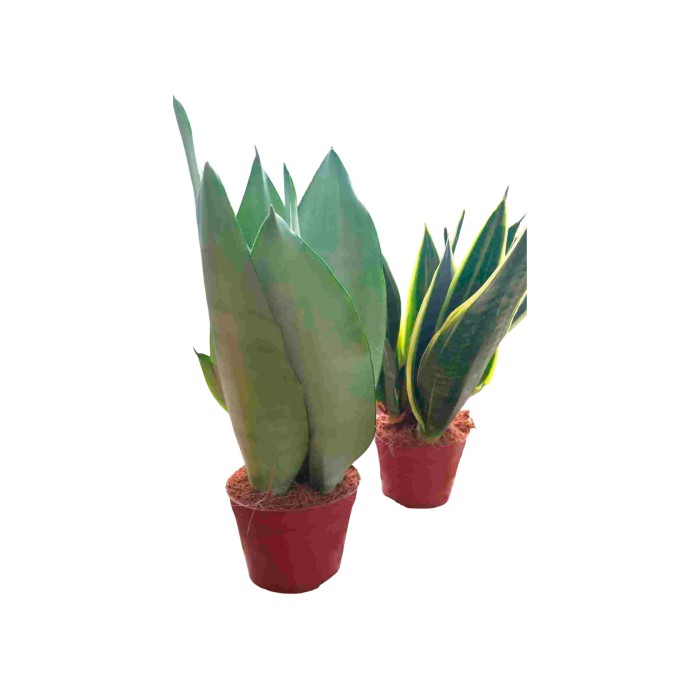SANSEVIERIA M 9 MIX