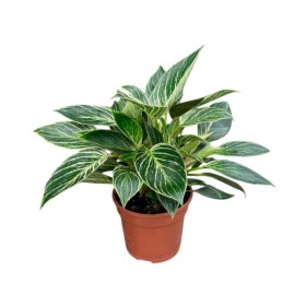 PHILODENDRON  M15 BIRKIN