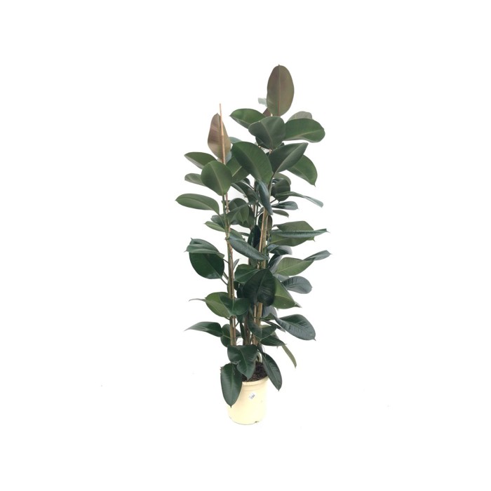 FICUS ROBUSTA, 3 plantes M25-150cm.