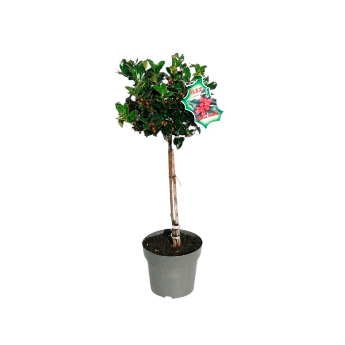 ILEX COPA  M19- 80cm. con bayas