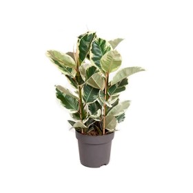 FICUS TINEKE  M20- 90cm. 3 Pl.