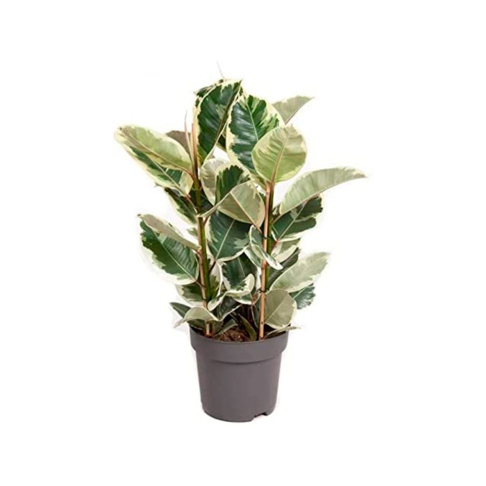 FICUS TINEKE  M20- 90cm. 3 Pl.