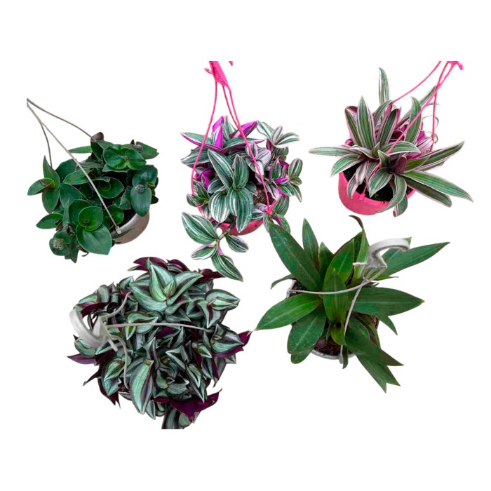 TRADESCANTIA  T15 MIX