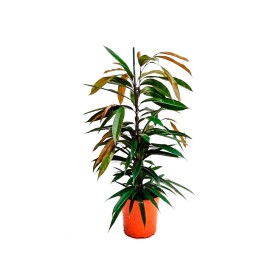 FICUS AMSTEL KING  M17- 90cm.