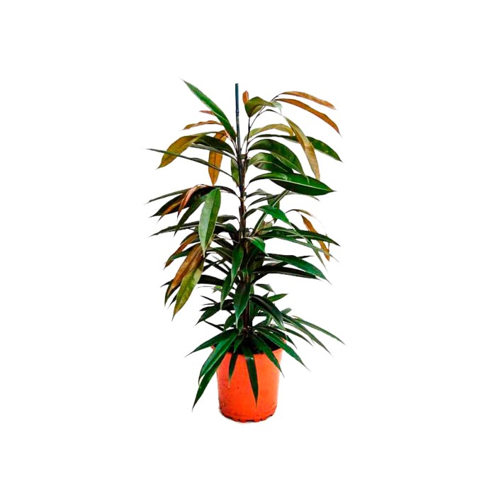 FICUS AMSTEL KING  M17- 90cm.