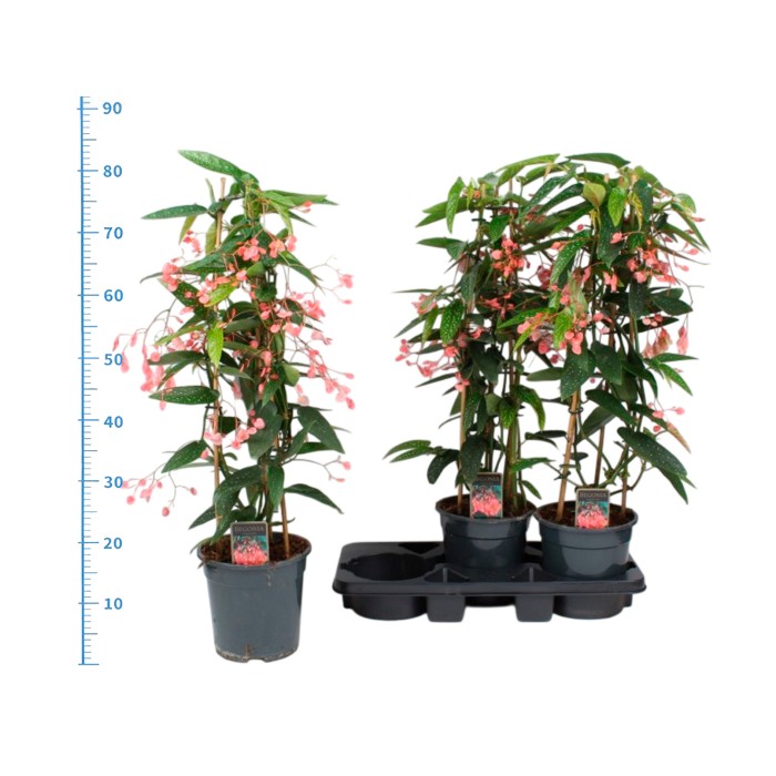 BEGONIA MACULATA M19 EN FLOR