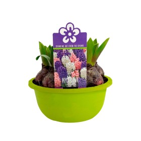 JACINTHUS  M16 TARRRINA 5 bulbs FESTIVAL