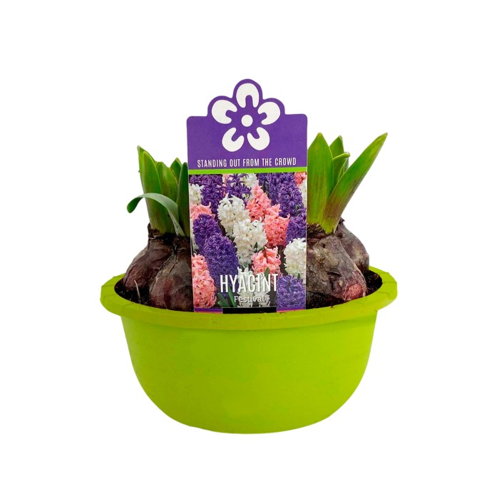 JACINTHUS  M16 TARRRINA 5 bulbs FESTIVAL