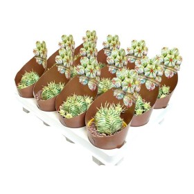 EUPHORBIA MELOFORMIS M 6 H 8