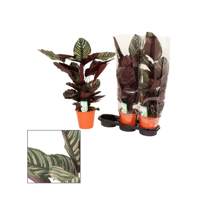 CALATHEA  M19  SANDERIANA ornata