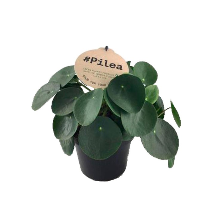 PILEA  M12 PEPEROMIOIDES