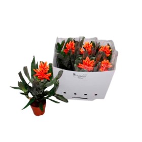 AECHMEA PEPITA ELEGANT FLAMES M12