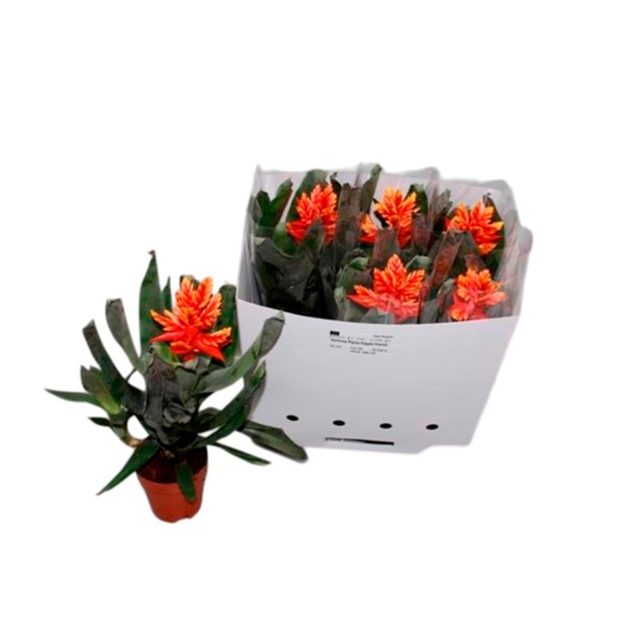 AECHMEA PEPITA ELEGANT FLAMES M12