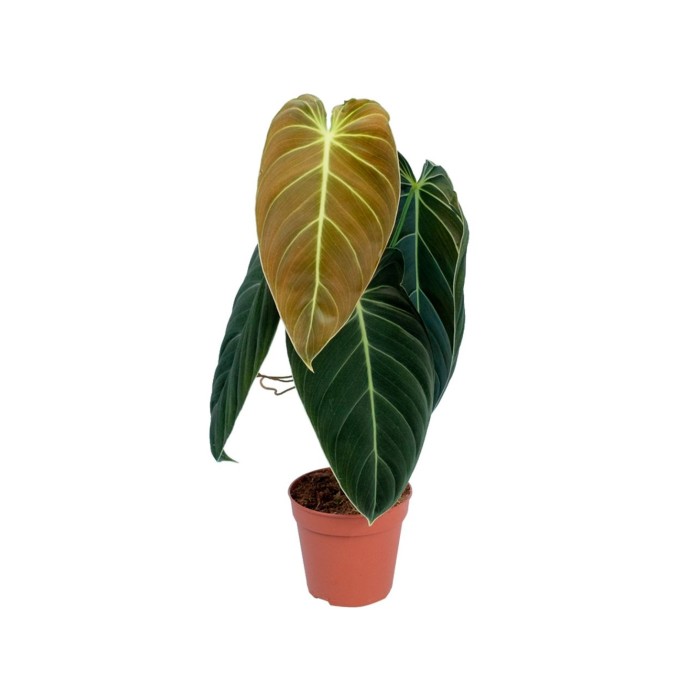 PHILODENDRON  M12 MELANOCHRYUM