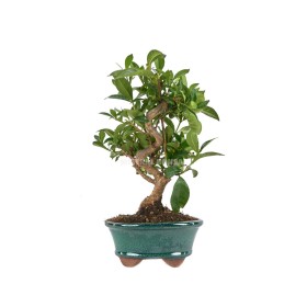 BONSAI  8 AÑOS GARDENIA JASMINOIDES