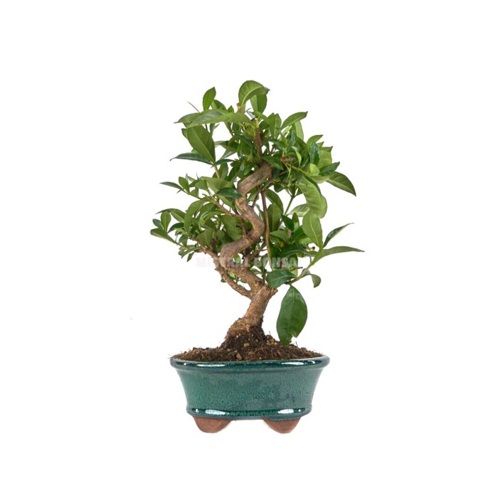 BONSAI  8 AÑOS GARDENIA JASMINOIDES