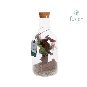 TERRARI TILL. SUELTA AMPOLLA PEDRA D15 H35