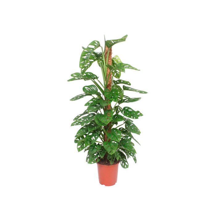 MONSTERA OBLIQUA  M27 H170 TUTOR