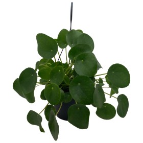 PILEA  M20 PEPEROMIOIDES penjador