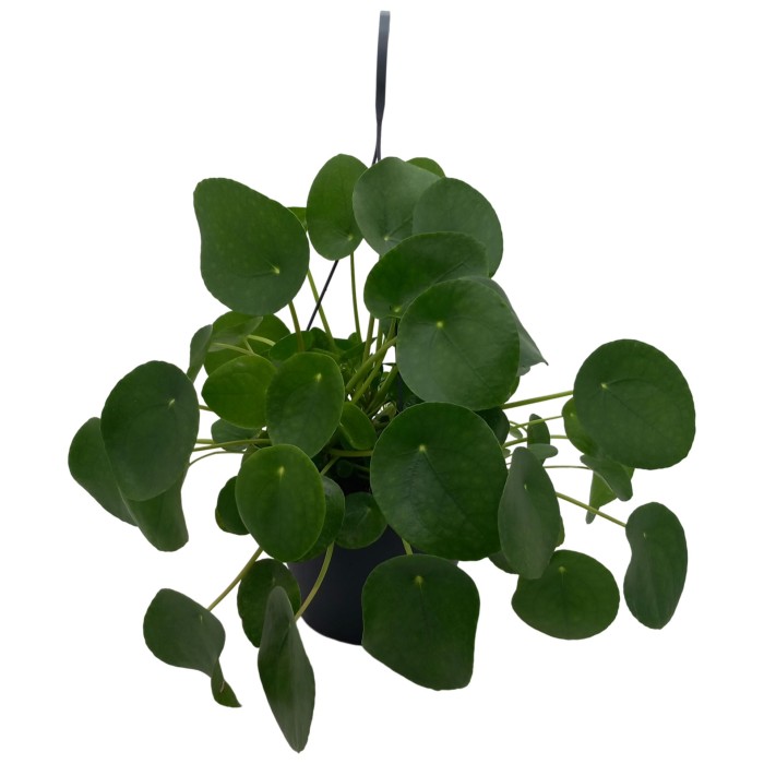 PILEA  M20 PEPEROMIOIDES penjador