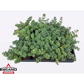 SEDUM  M10 SIEBOLDII Pilarica MIX