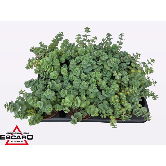 SEDUM  M10 SIEBOLDII Pilarica MIX