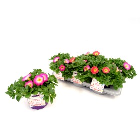 PETUNIA BERRIES DUO M17
